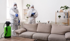 Where Do Bed Bugs Come From Where Do Bed Bugs Come From